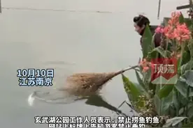 大妈在南京玄武湖用扫帚捞鱼，工作人员回应：禁止垂钓，发现会收走渔具图片