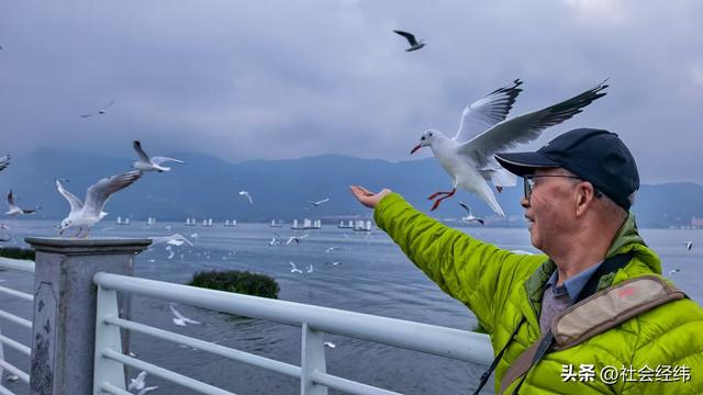 每日一景|漫步滇池湖畔·与海鸥共舞