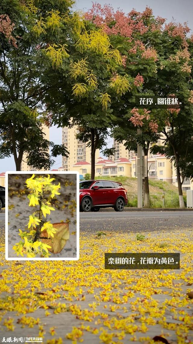 遵义街头的美景刷屏了！到底是“花”还是“果”？