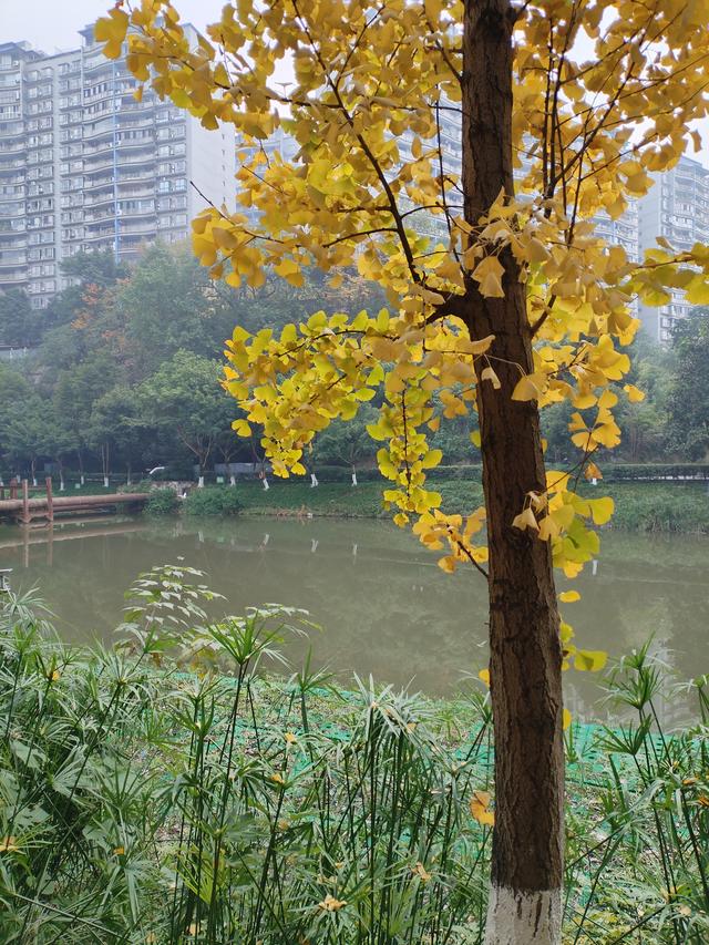 盘溪河的冬，藏着山城最温柔的秋意