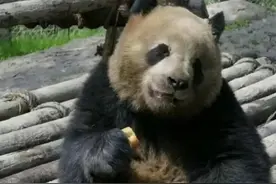 大熊猫的外套也分材质。话说你的心上熊是什么材质的？图片
