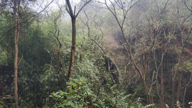 重庆南山被遗忘的千年古道，曾是重庆出川重要通道，如今成为秘境
