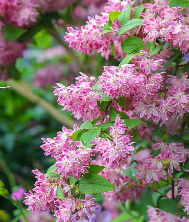 一种被名字耽误的花，优秀到没“缺点”，因名字奇怪。没啥人知道
