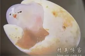 中国六大奇石小鸡出壳排第三图片