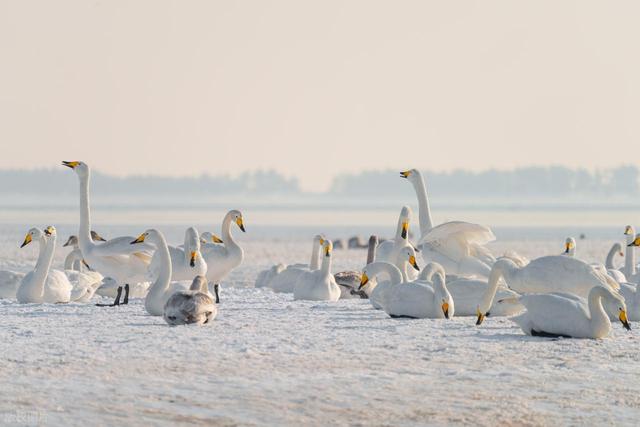 今年冬天去哪里看雪，这7个赏雪胜地，谁看了都迷糊