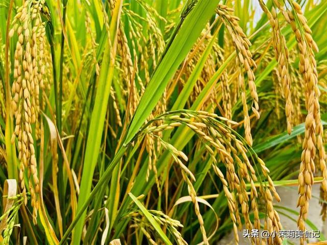 8月7立秋，今年立秋有3个好消息，2个坏消息，2个要注意，早了解