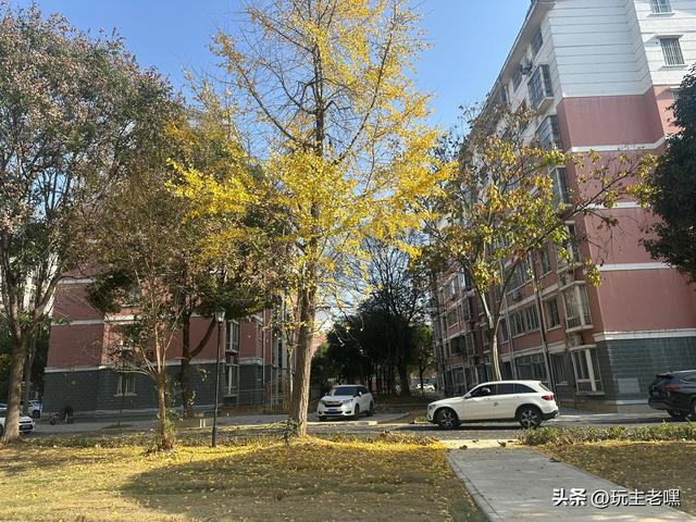 文峰园漫记21，过冬