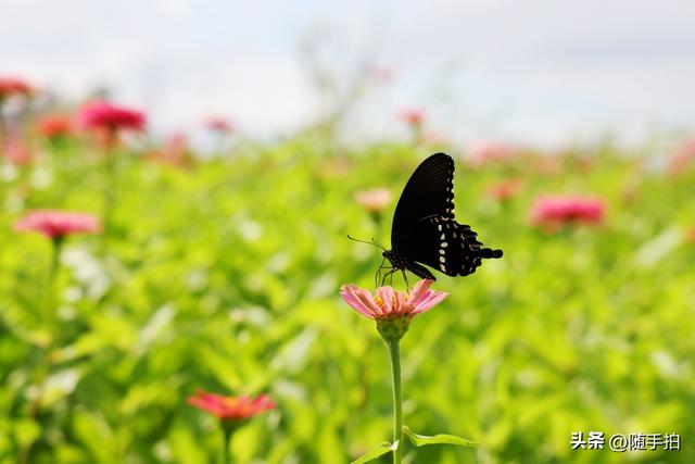 江苏苏州昆山花桥地铁站遇见粉色花海，百日菊盛放宛如画卷