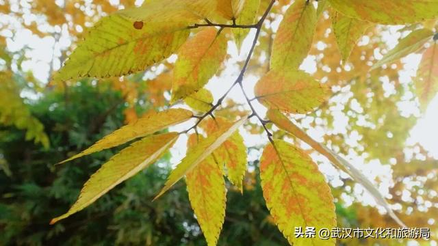 啊“秋”，彩林已上线，快收下这份斑斓！