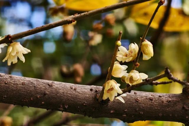花漾邛州｜“蜡”么香，“蜡”么美！