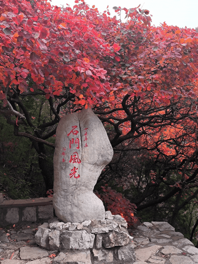 最新实拍！潍坊这里迎来“全红时刻”！