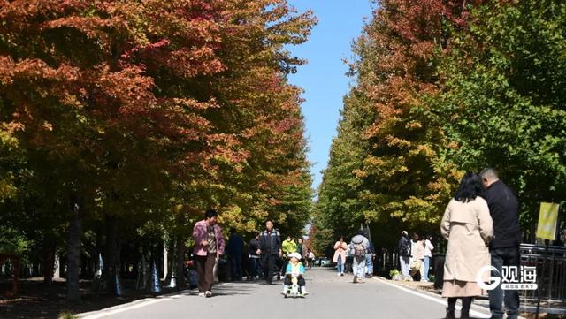 【绿色打卡地】枫染张家楼，秋日正斑斓