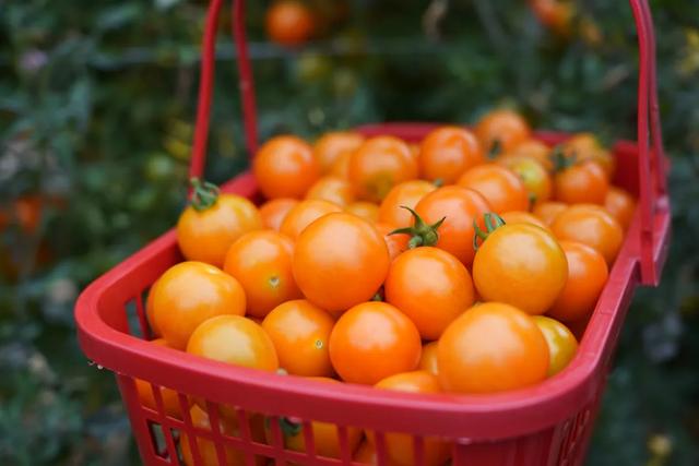 这才是过年!怀集春节文旅,直接“热辣滚烫”