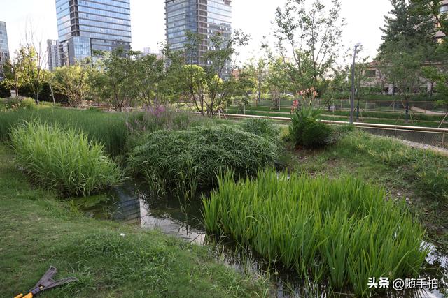 实拍江苏苏州昆山花桥梅浦河海绵城市公园，“会呼吸”的绿地