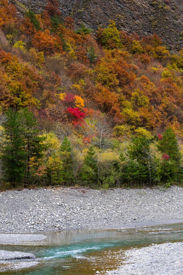 光影札记 | 黑水彩林：八十里画廊的彩林，藏着川西最绚烂的秋