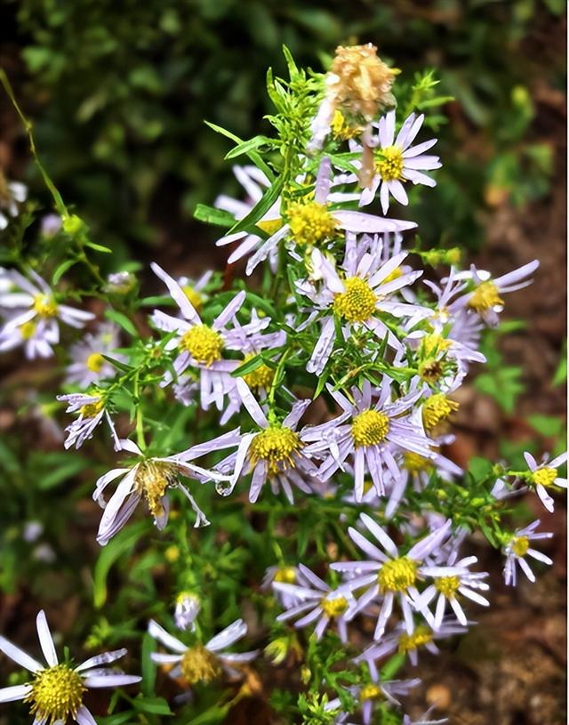 驴行信记：再攀“磨山顶”