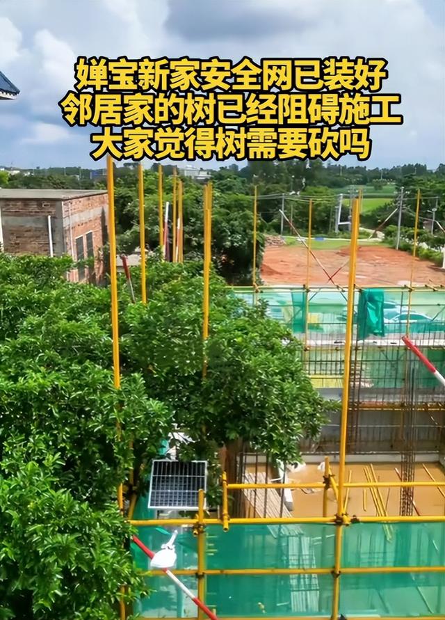 全红婵家建房最新情况：施工受阻，邻居仍不肯砍树，现场照片曝光