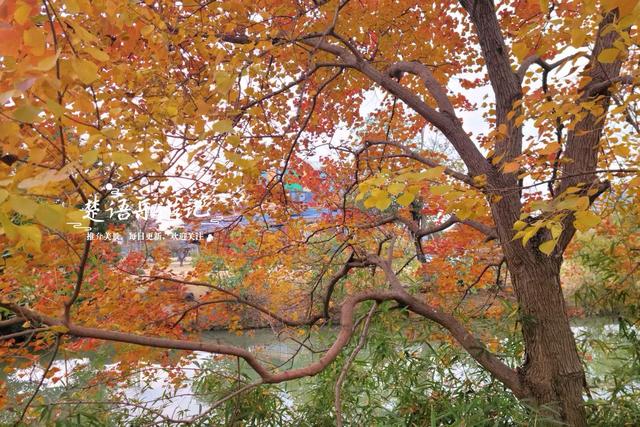 浙江宁波的水景公园，不仅是露营的好去处，还是银杏乌桕观赏胜地