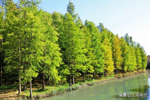 在庄行渔沥，抛一竿清风，钓满眼诗意