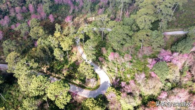 山涧茶垄樱似霞 建水云龙山冬日樱韵正当时