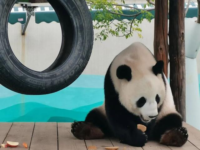 东北老铁看过来！鞍山兄弟请客啦！