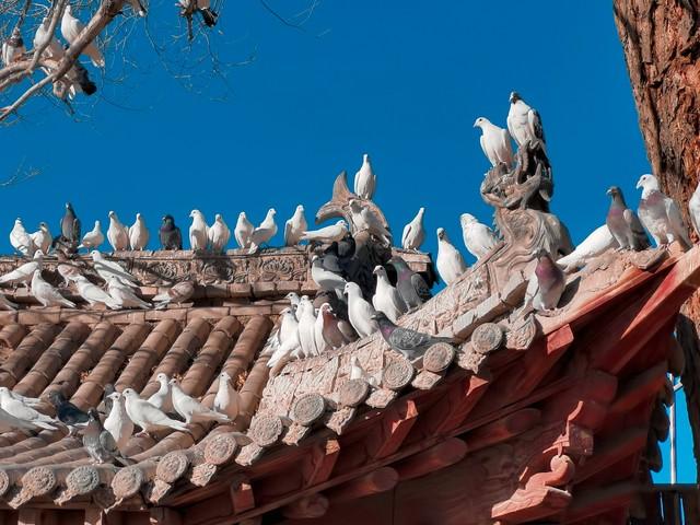 西安没想到，开封也没想到，如今的洛阳，已成为全网热议的城市！