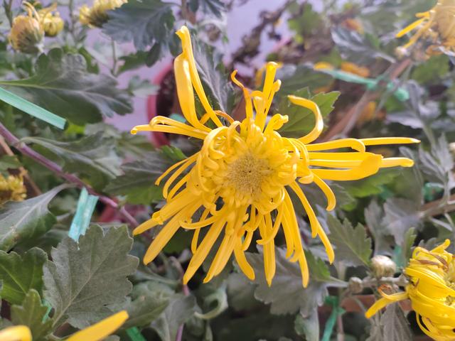 甘州府城菊花飘香