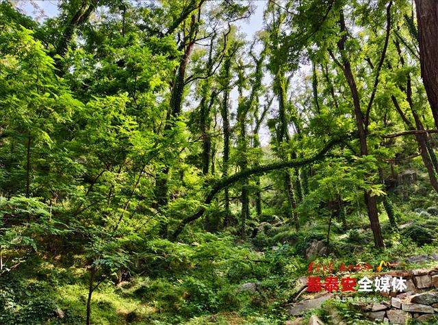青绿泰山 清凉一夏丨来泰山东御道，闯入绿野仙踪，把童话里的清凉揣进夏天
