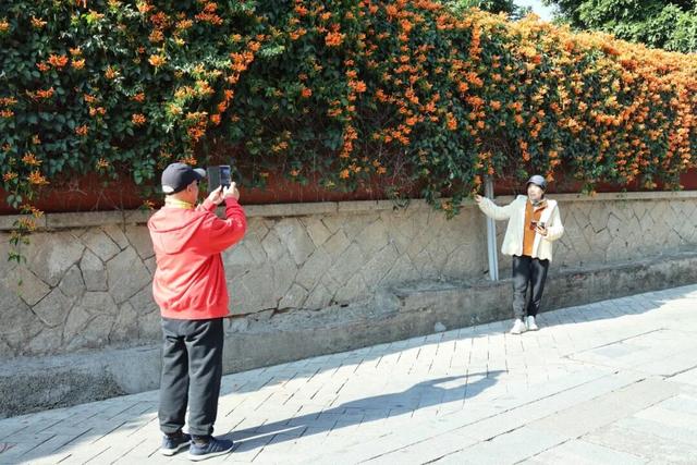 限定美景！桥南古街这片“橙红瀑布”藏不住了