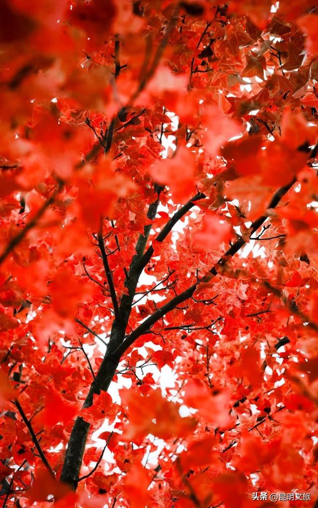 初冬氛围感出片计划,走起!昆明这份打卡攻略速速收藏→