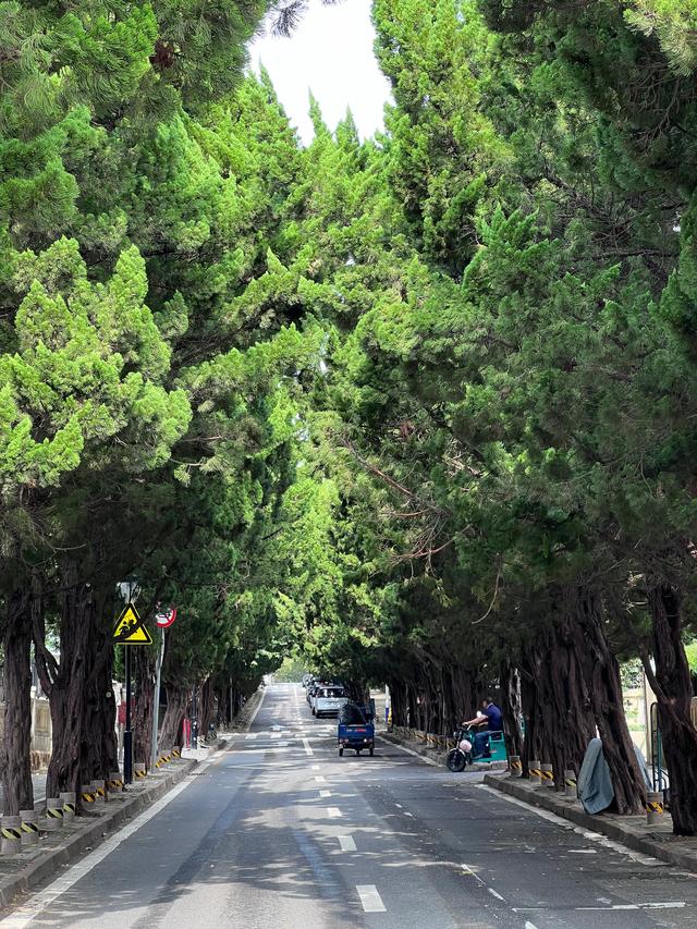 毗邻八大关，无敌海景、欧式建筑、葱郁柏树，这里一处宝藏景区。