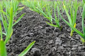深栽葱、浅栽蒜，不早不晚种大蒜，大蒜最佳播种时间和技术要点图片