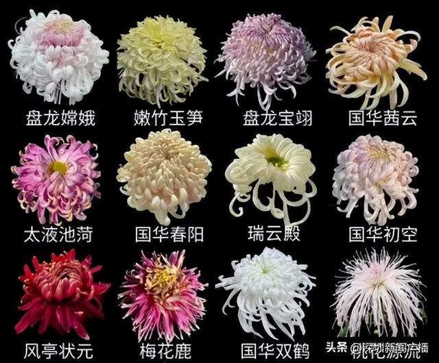 免费开放！持续21天！2025东湖公园菊花赏来啦~