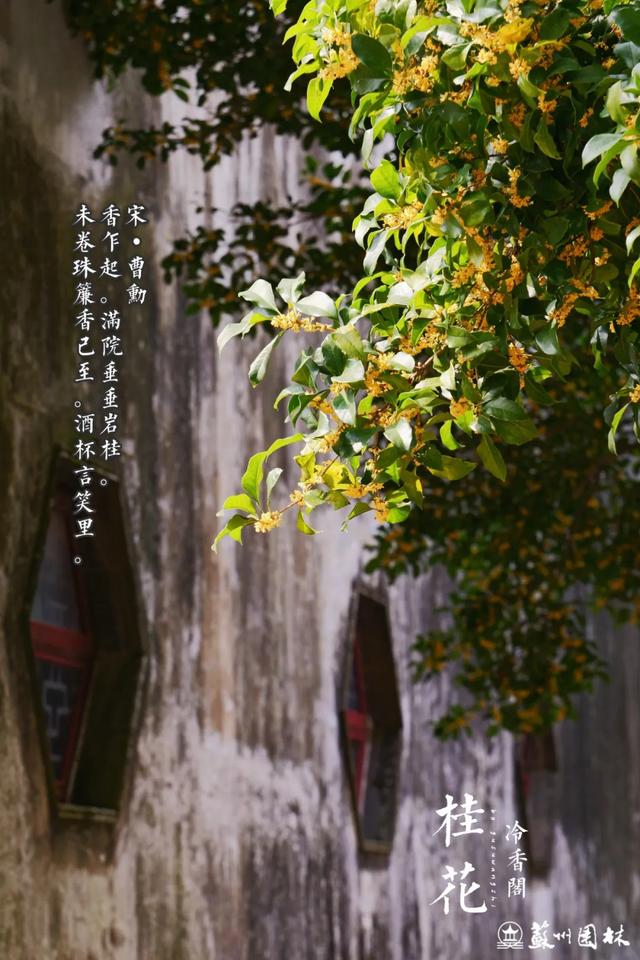 桂香满城！苏州桂花赏花地图来了！