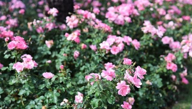 最近，不少深圳人都在捡！发图狂晒战绩，“有一种寻宝的感觉”