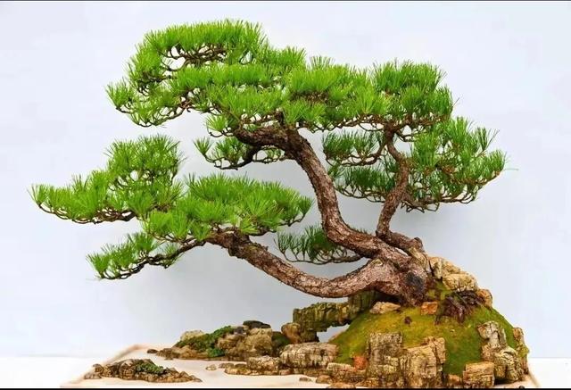 丛林盆景制作技巧｜把“微型森林”搬回家，丛林盆景这么做超简单