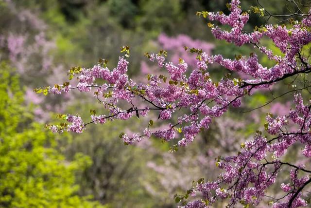 广元不远 周末优选 | 又是紫荆又是奖牌的，唐家河你成功引起了我的注意！