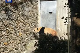 大熊猫“福宝”静养100天后复出，此前发抖细节披露图片