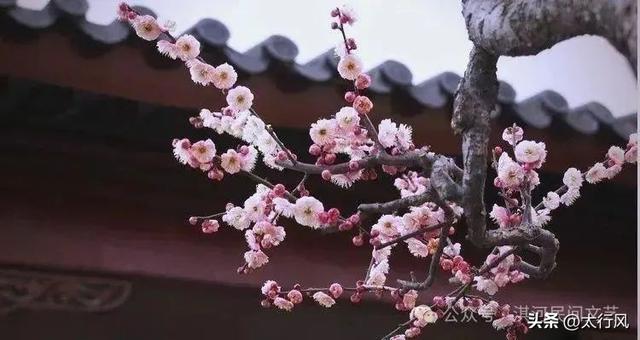 淇河石鱼：诗意自然与文化传承的共生