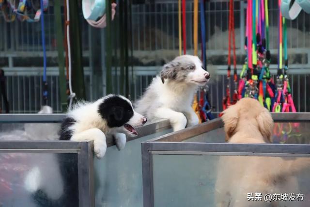 你好 东坡！| 花草街：晨光里的慢生活叙事