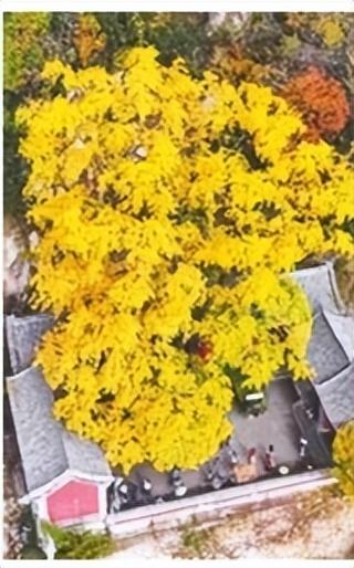 周一见｜叶为地图 引领打卡地！落叶道路、 古寺银杏、崂山古槭、老城区爬山虎等“叶色”风景受追捧