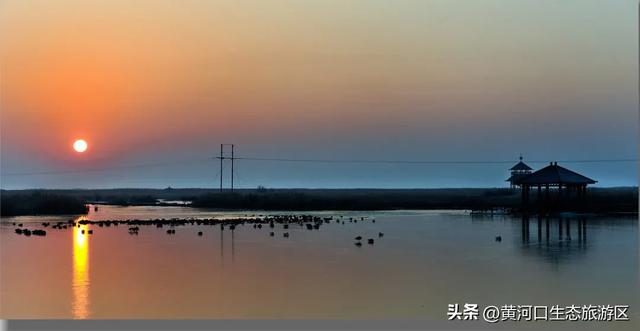 【黄河口生态旅游区】以湿地为笺，用候鸟作笔 —— 致教师的自然礼赞
