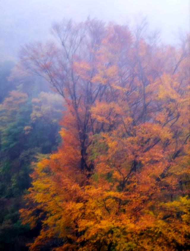 秋日美景中国红叶第一山在四川， 它是国家5A景区，眼下美到封神！