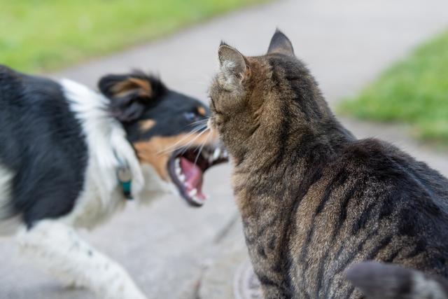 如何有效阻止猫狗大战：15种方法让你的宠物和平共处