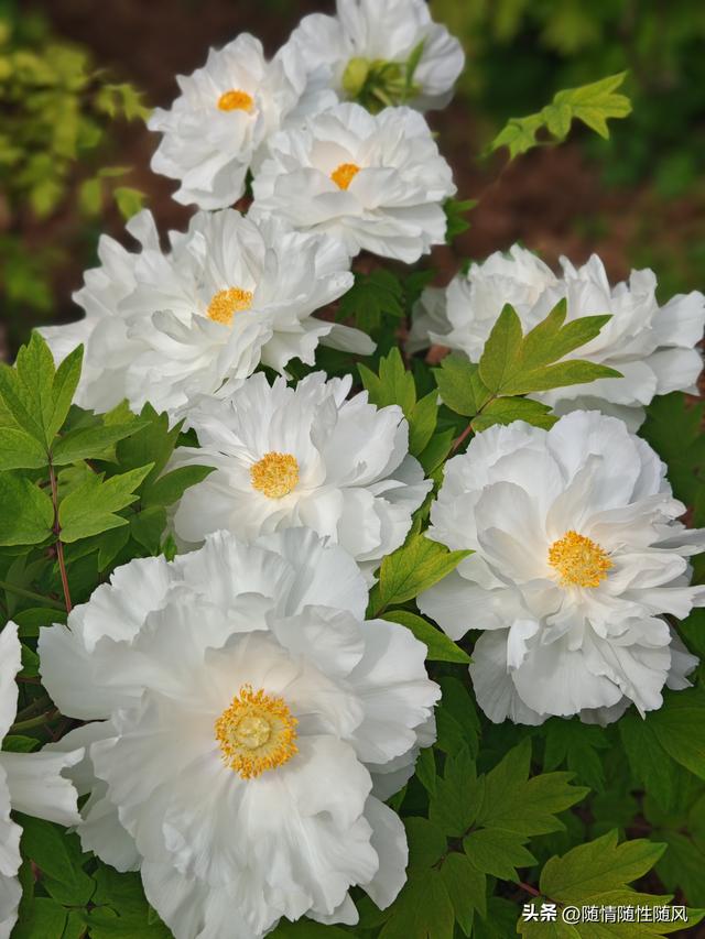 身为洛阳人，年年去牡丹园看花