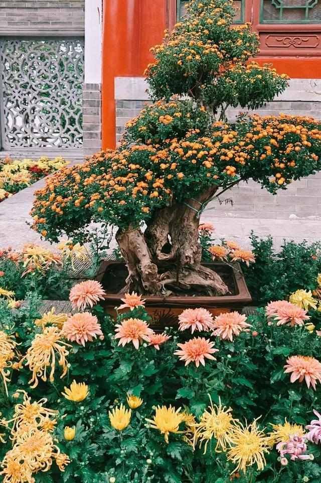 府城漫步丨晋韵菊香满迎泽