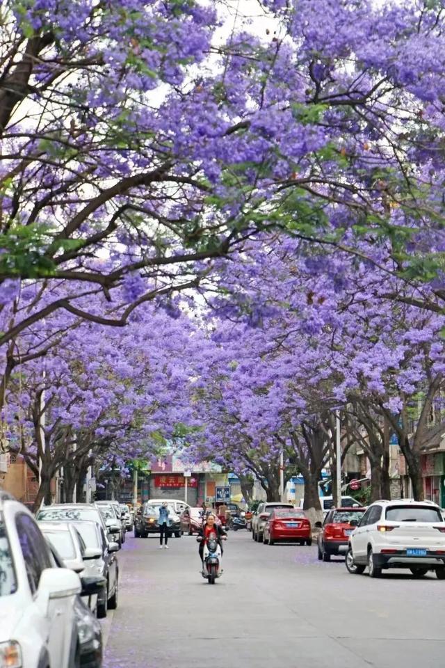 比大理浪漫！比昆明更近！高铁直达阳光小城，2万株蓝花楹美疯！观海登山，美食吃到爽！