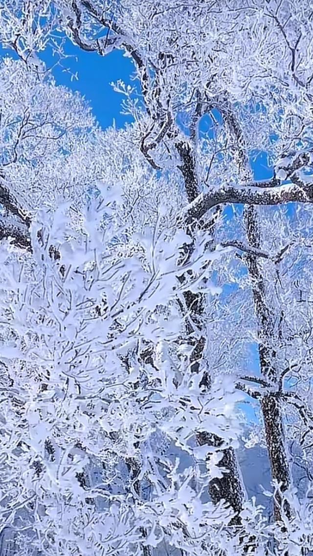 《东北这处，神仙秘境，雾凇美到室息，堪称冬天最值得的打卡地