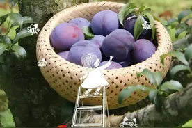 红河州，李子熟了！图片