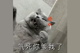 曾经爆火的“蓝猫”，为什么弃养率这么高？这些原因太无奈图片